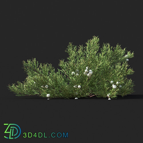 Maxtree-Plants Vol51 Juniperus horizontalis 01 01