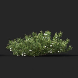 Maxtree-Plants Vol51 Juniperus horizontalis 01 02 