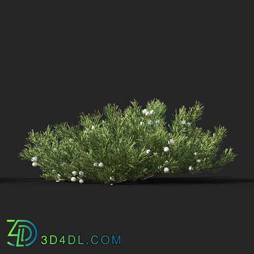 Maxtree-Plants Vol51 Juniperus horizontalis 01 02
