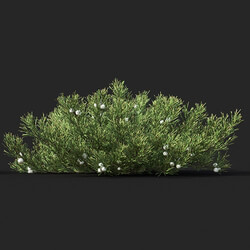 Maxtree-Plants Vol51 Juniperus horizontalis 01 03 