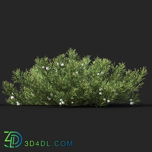 Maxtree-Plants Vol51 Juniperus horizontalis 01 03