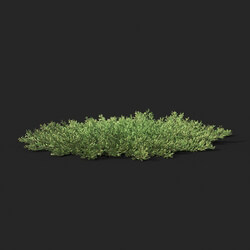 Maxtree-Plants Vol51 Juniperus horizontalis 01 04 