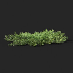 Maxtree-Plants Vol51 Juniperus horizontalis 01 05 