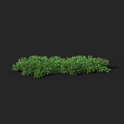 Maxtree-Plants Vol51 Juniperus procumbens 01 01 