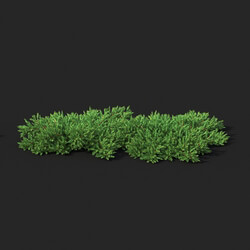Maxtree-Plants Vol51 Juniperus procumbens 01 02 