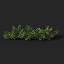 Maxtree-Plants Vol51 Juniperus sabina 01 01 