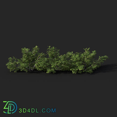 Maxtree-Plants Vol51 Juniperus sabina 01 01