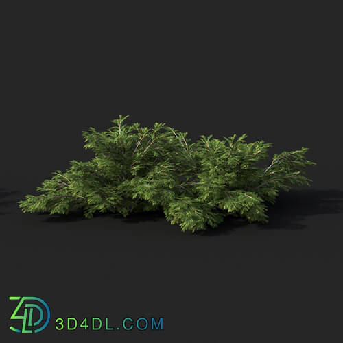 Maxtree-Plants Vol51 Juniperus sabina 01 02