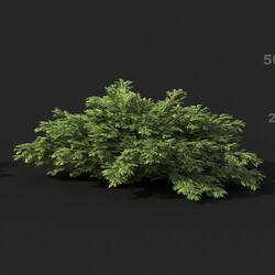 Maxtree-Plants Vol51 Juniperus sabina 01 03 