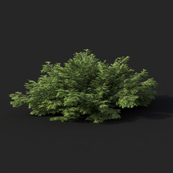 Maxtree-Plants Vol51 Juniperus sabina 01 04 