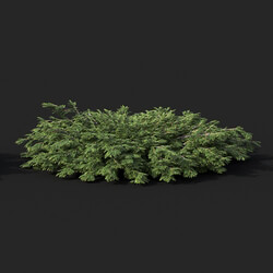 Maxtree-Plants Vol51 Juniperus sabina 01 05 