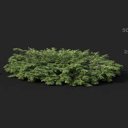 Maxtree-Plants Vol51 Juniperus sabina 01 06 