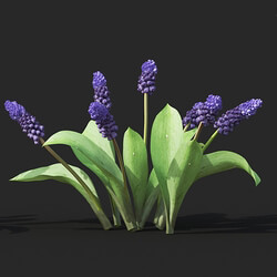 Maxtree-Plants Vol51 Muscari latifolium 01 03 