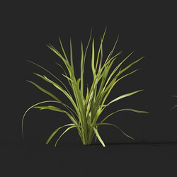 Maxtree-Plants Vol51 Ophiopogon japonicus 01 01 