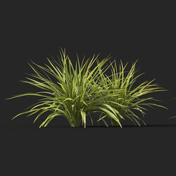 Maxtree-Plants Vol51 Ophiopogon japonicus 01 04 
