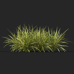 Maxtree-Plants Vol51 Ophiopogon japonicus 01 06 