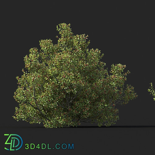 Maxtree-Plants Vol51 Rhamnus alaternus 01 04