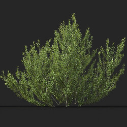 Maxtree-Plants Vol51 Rhamnus alaternus 01 05 