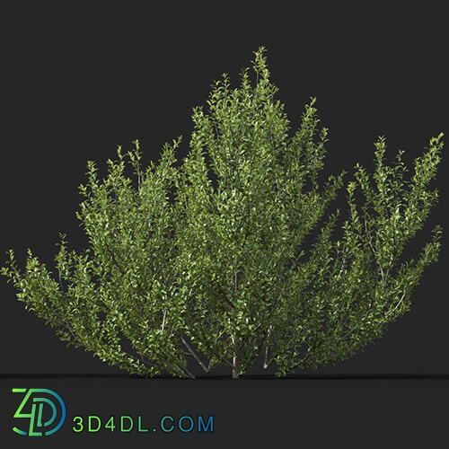 Maxtree-Plants Vol51 Rhamnus alaternus 01 05