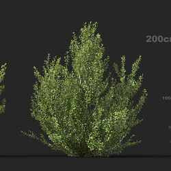 Maxtree-Plants Vol51 Rhamnus alaternus 01 06 