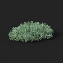 Maxtree-Plants Vol51 Santolina chamaecyparissus 01 01 