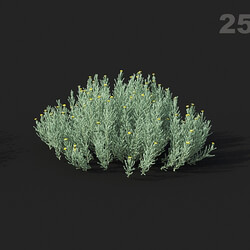 Maxtree-Plants Vol51 Santolina chamaecyparissus 01 03 