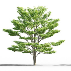 Maxtree-Plants Vol52 Acer Shirasawanum 01 04 