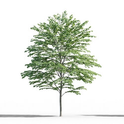 Maxtree-Plants Vol52 Cercidiphyllum japonicum 01 02 