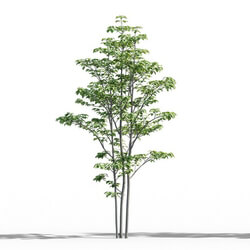 Maxtree-Plants Vol52 Cornus florida 01 01 