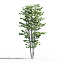 Maxtree-Plants Vol52 Cornus florida 01 03 