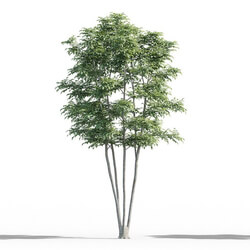 Maxtree-Plants Vol52 Fraxinus 01 01 