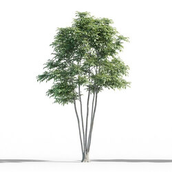 Maxtree-Plants Vol52 Fraxinus 01 02 