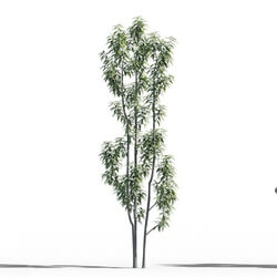 Maxtree-Plants Vol52 Schima superba 01 01 