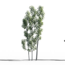 Maxtree-Plants Vol52 Schima superba 01 02 