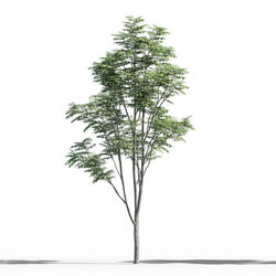 Maxtree-Plants Vol52 Sorbus aucuparia 01 01 