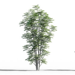Maxtree-Plants Vol52 Sorbus aucuparia 01 05 