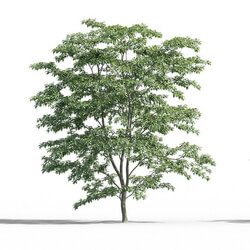 Maxtree-Plants Vol52 Styrax japonicus 01 04 