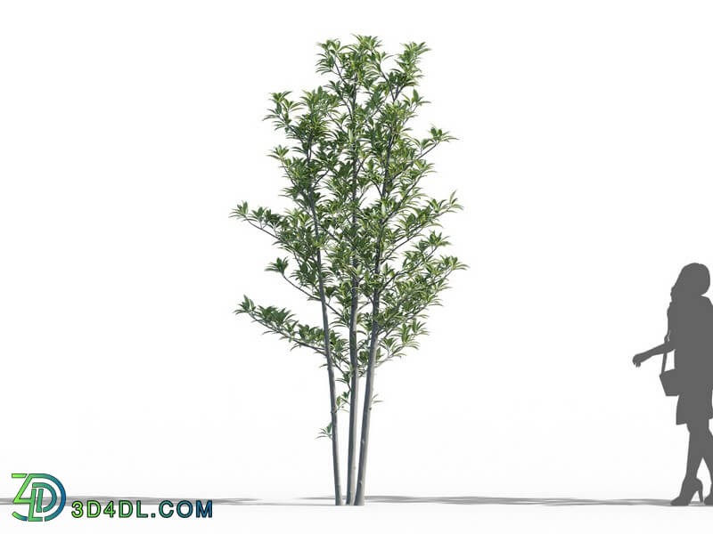 Maxtree-Plants Vol52 Viburnum odoratissimum 01 01
