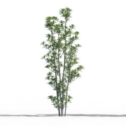 Maxtree-Plants Vol52 Viburnum odoratissimum 01 02 
