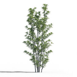 Maxtree-Plants Vol52 Viburnum odoratissimum 01 03 