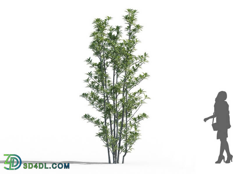 Maxtree-Plants Vol52 Viburnum odoratissimum 01 03