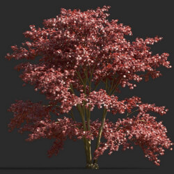 Maxtree-Plants Vol55 Acer palmatum 01 01 