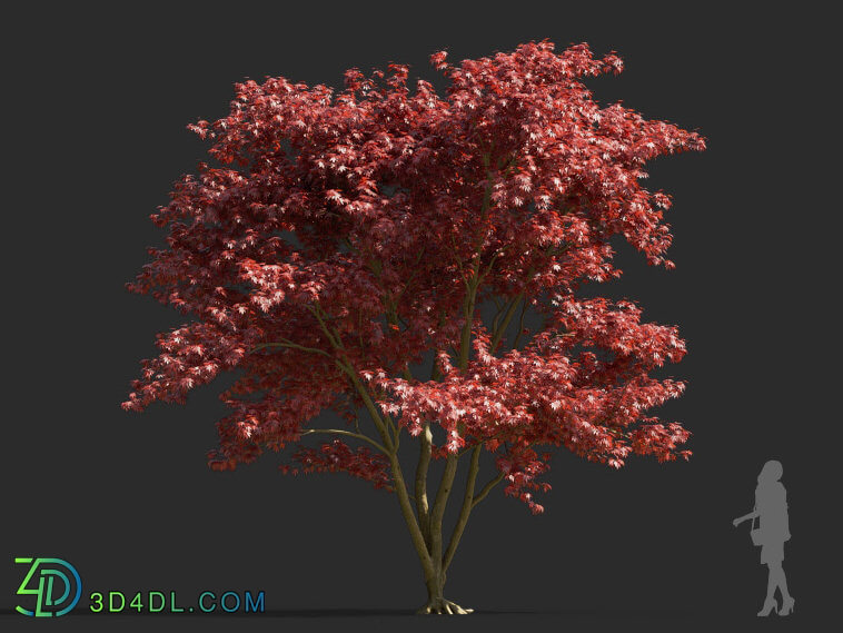 Maxtree-Plants Vol55 Acer palmatum 01 03