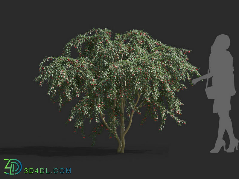 Maxtree-Plants Vol55 Cotoneaster salicifolius 02 01