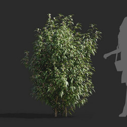 Maxtree-Plants Vol55 Sarcococca hookeriana 01 01 