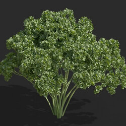 Maxtree-Plants Vol57 Petroselinum crispum 01 01 