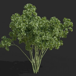 Maxtree-Plants Vol57 Petroselinum crispum 01 02 