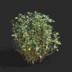 Maxtree-Plants Vol57 Thymus mongolicus 01 04 