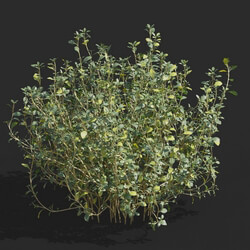 Maxtree-Plants Vol57 Thymus mongolicus 01 05 