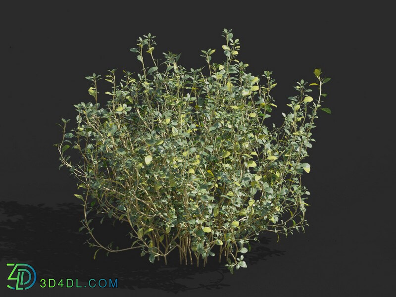 Maxtree-Plants Vol57 Thymus mongolicus 01 05